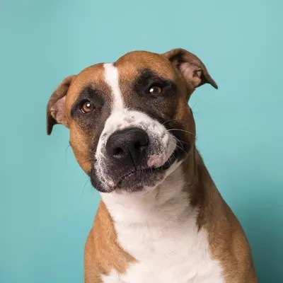 Ramone The Rescue Dog Canvas Print by Sophie Gamand iCanvas