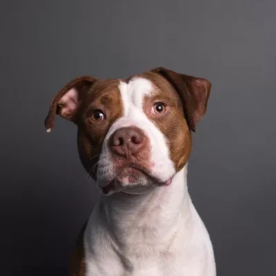 Axel The Rescue Dog Canvas Print by Sophie Gamand iCanvas