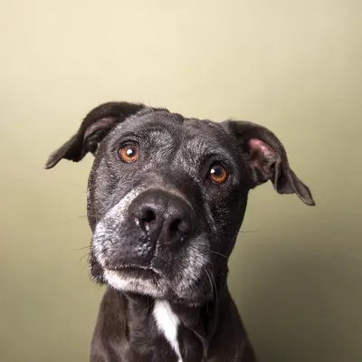 Rosie The Rescue Dog Canvas Wall Art by Sophie Gamand iCanvas