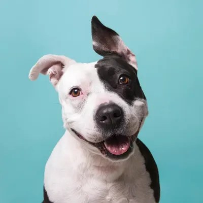 Roxie The Rescue Dog Canvas Artwork by Sophie Gamand iCanvas