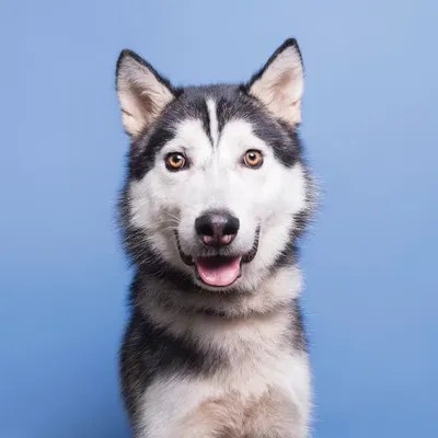 Sebastian The Rescue Dog Canvas Print by Sophie Gamand iCanvas