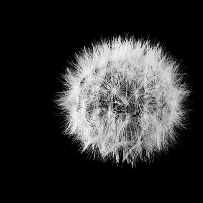 Wish Flower I Canvas Print by Susan Michal iCanvas