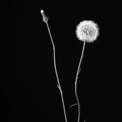 Wish Flower II Canvas Art by Susan Michal iCanvas