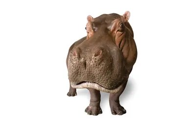 A Hippopotamus At The San Antonio Zoo This Spec... Joel Sartore iCanvas