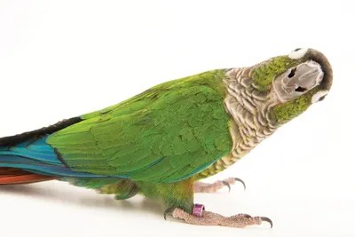 A GreenCheeked Conure From A Private Canvas Wall Art Joel Sartore