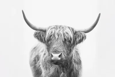Highland Bull Canvas Art by Sisi & Seb iCanvas