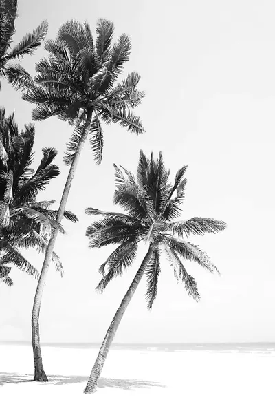 Island Canvas Wall Art by Sisi & Seb iCanvas