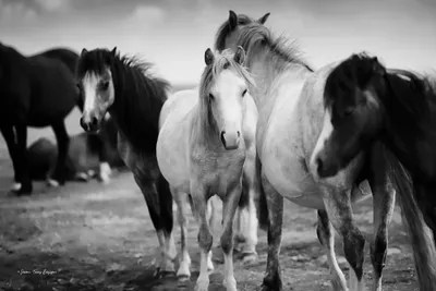 Black And White Paintings Of Horses