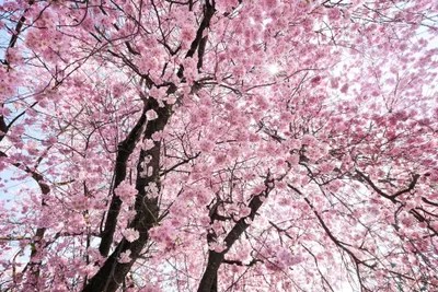 Cherry Blossom Canvas Print by Stefan Hefele iCanvas