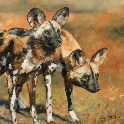 African Wild Dogs Canvas Art by David Stribbling iCanvas