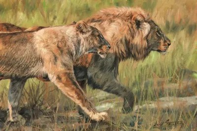 Lion And Lioness Canvas Art by David Stribbling iCanvas