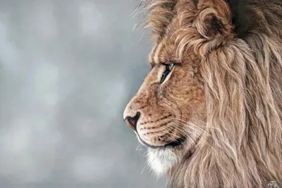 Lion King Canvas Art by Tatjana Bril iCanvas