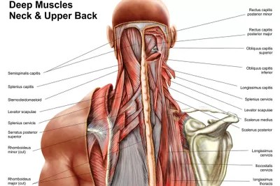 Human Anatomy Showing Deep Muscles In Canvas Art Stocktrek Images