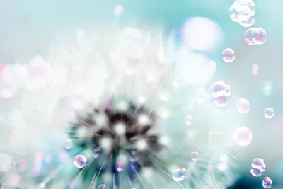 Teal Dandelion Canvas Print by Tracey Telik iCanvas