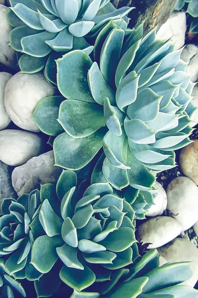 Succulents Canvas Art by Urban Epiphany iCanvas