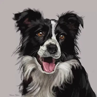 Border Collie Canvas Art by Vicki Newton iCanvas