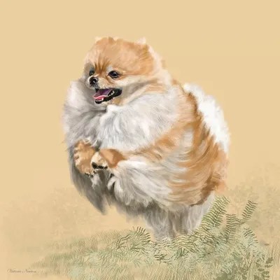 Pomeranian Canvas Artwork by Vicki Newton iCanvas