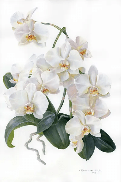 White Orchid Canvas Print by Yulia Krasnov iCanvas