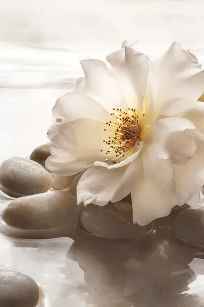 Antique Rose Garden Retreat I Canvas Art Print Christine Zalewski