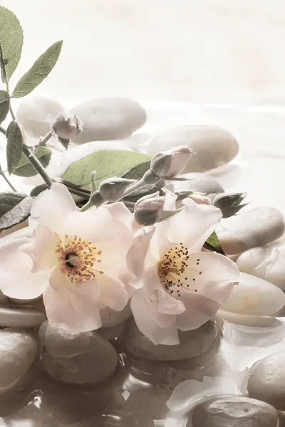 Antique Rose Garden Retreat II Canva Canvas Art Christine Zalewski