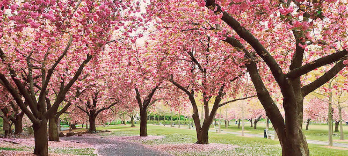 Cherry Tree Art Canvas Prints & Wall Art iCanvas