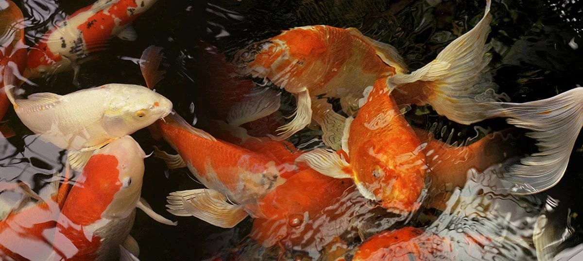 Koi Fish Art Canvas Prints & Wall Art iCanvas