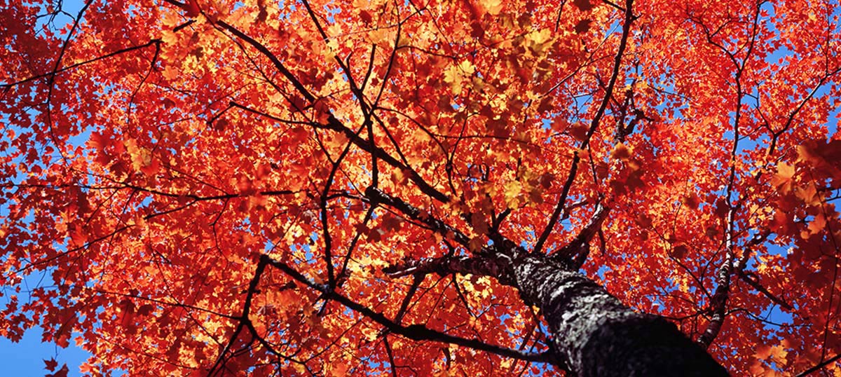 Maple Tree Art Canvas Prints & Wall Art iCanvas