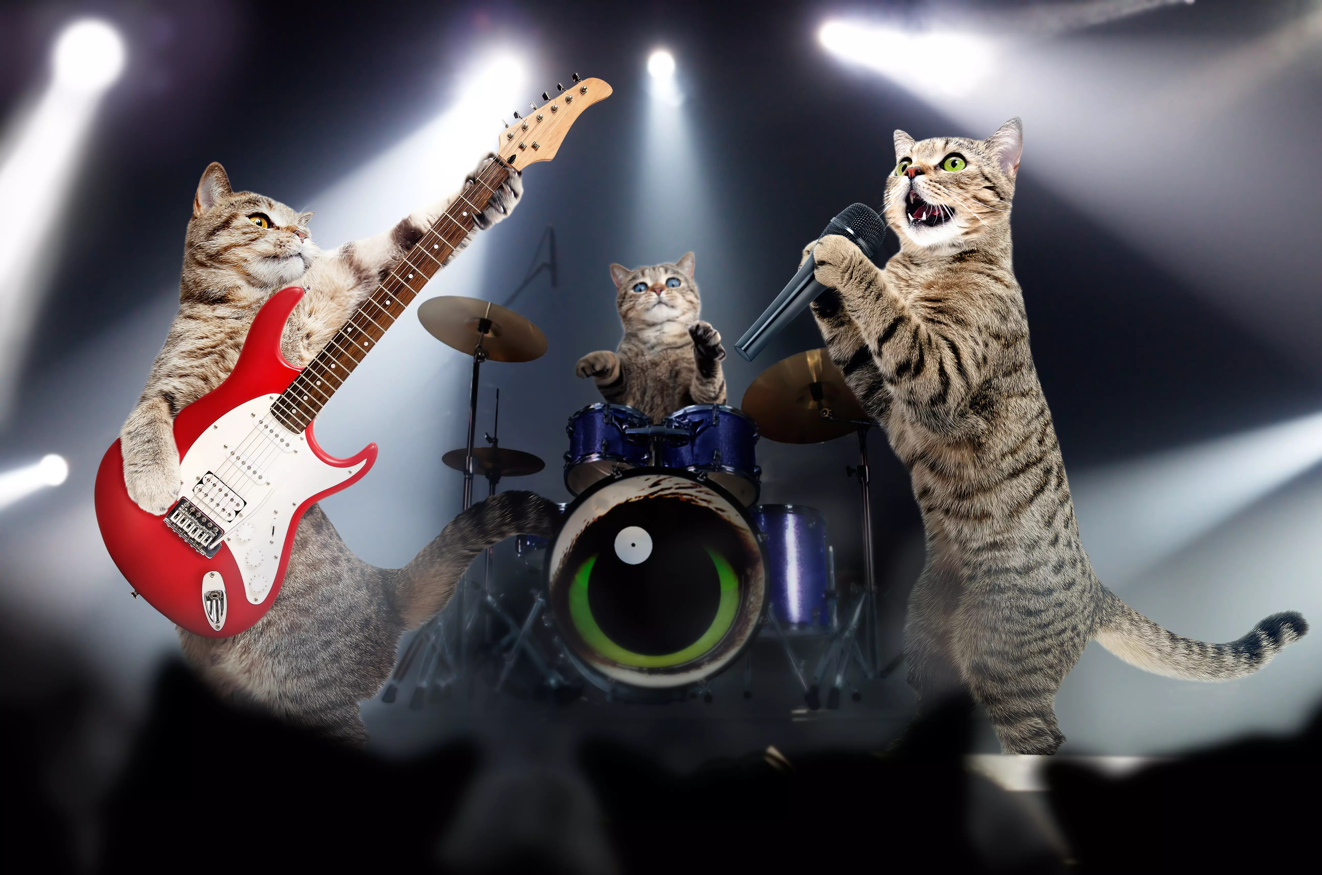 WATCH Cats Sing 'Bohemian Catsody' A Parody For Every Cat Owner iHeart