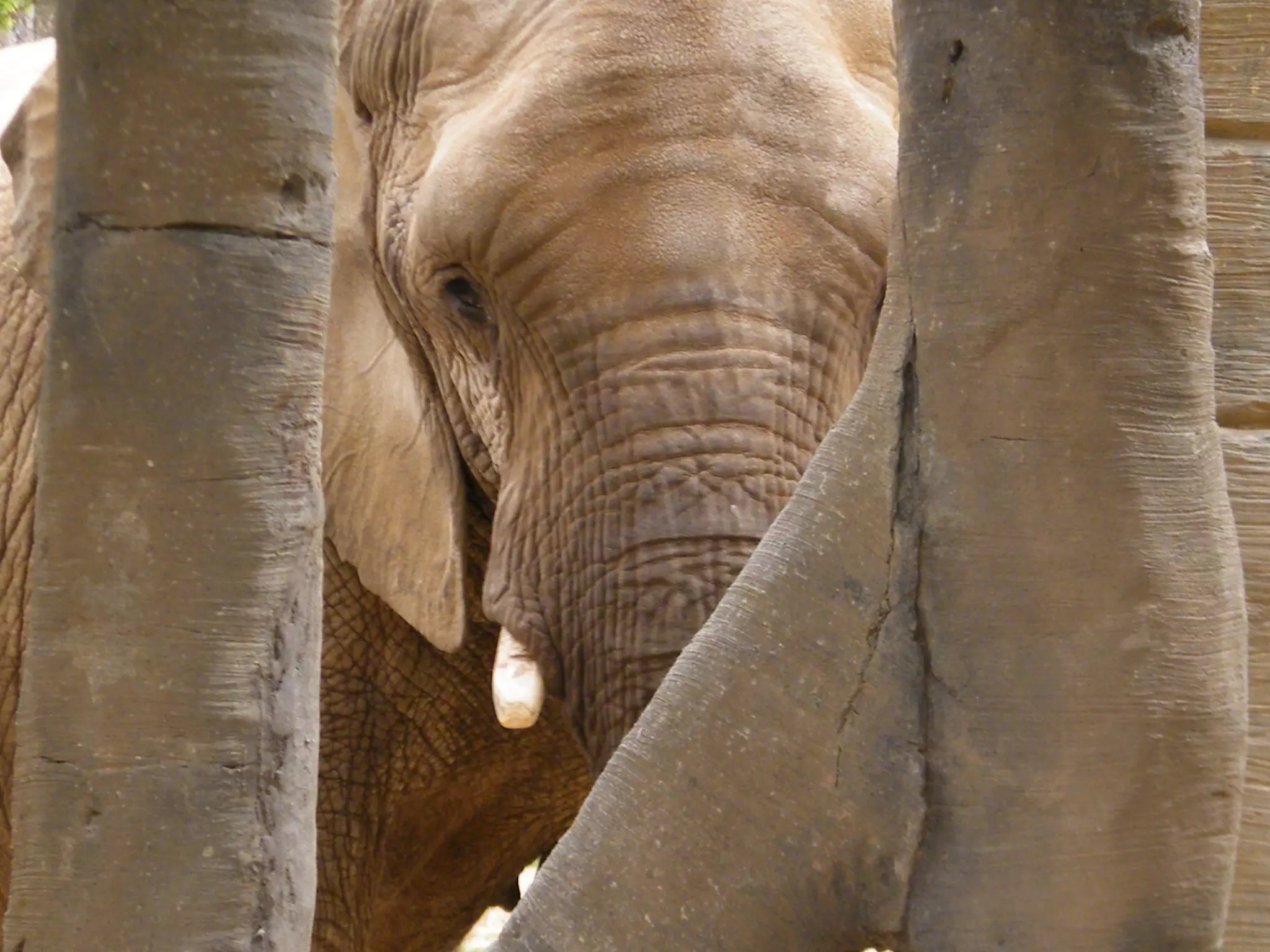 L.A. Zoo Mourns Death of 53YearOld Elephant Shaunzi iHeart