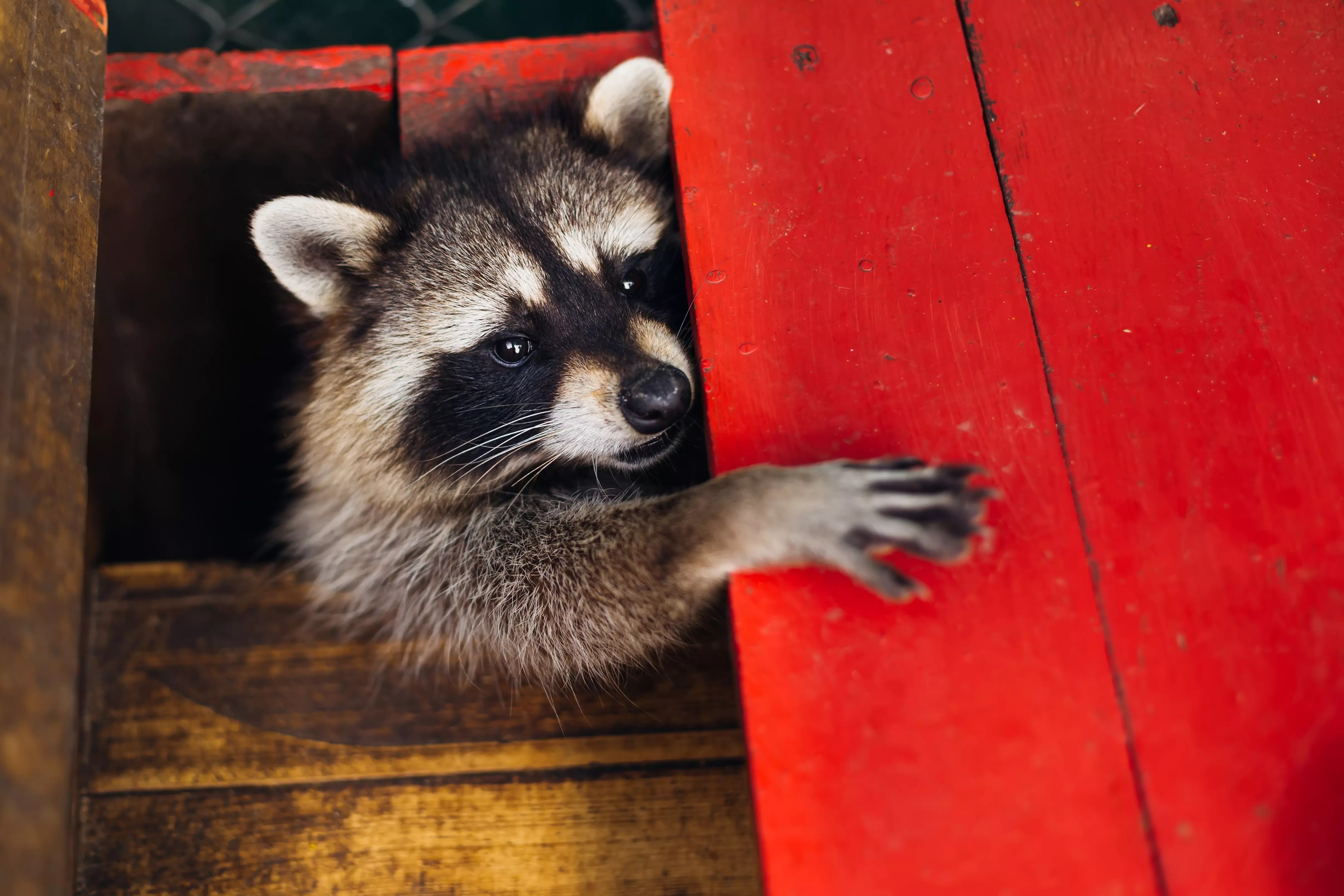 Raccoon Attacks Infant In Carrier Inside His Home iHeart