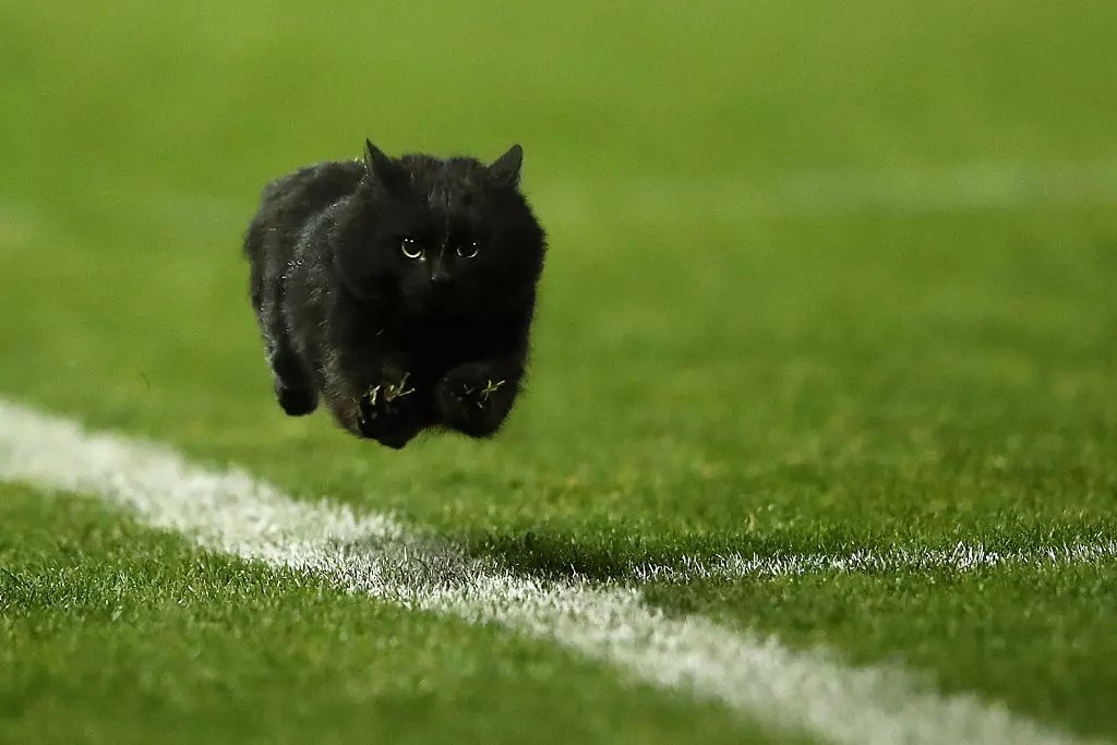 Black Cat Announced as Starter For Dallas Cowboys iHeart