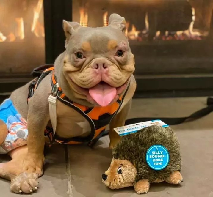 Ohio Dog Who Went Viral Finds New Home Among Hundreds Of Adoption