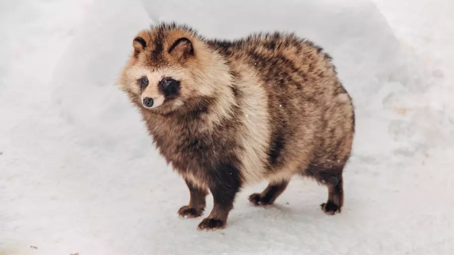 These 6 Pets Are Banned In Kentucky iHeart