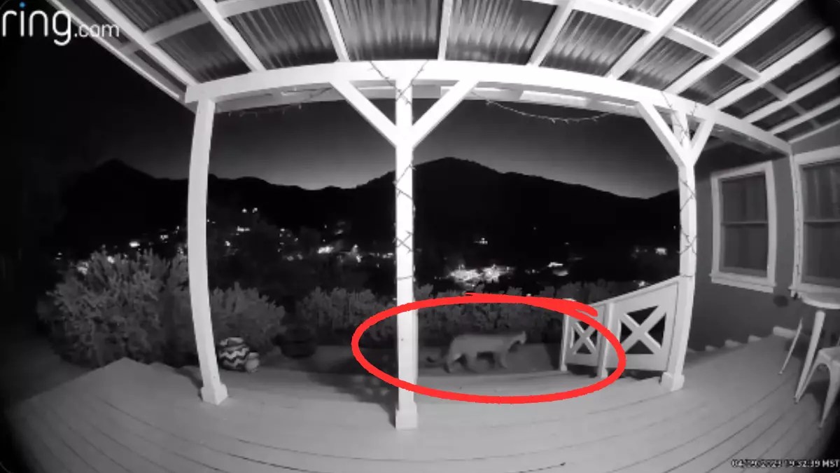 Elusive Mountain Lion Caught On Camera Lurking Outside Arizona Home