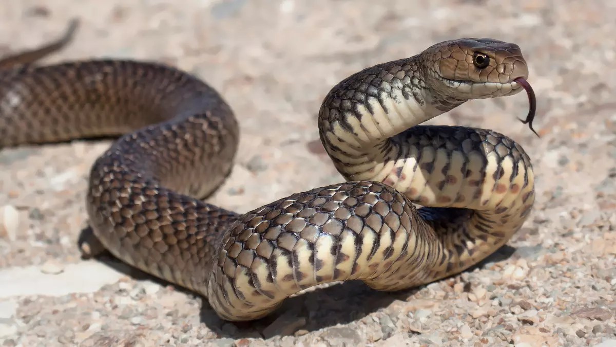 Texas Zoo Releases One Of The World's Rarest Snake Species Into The