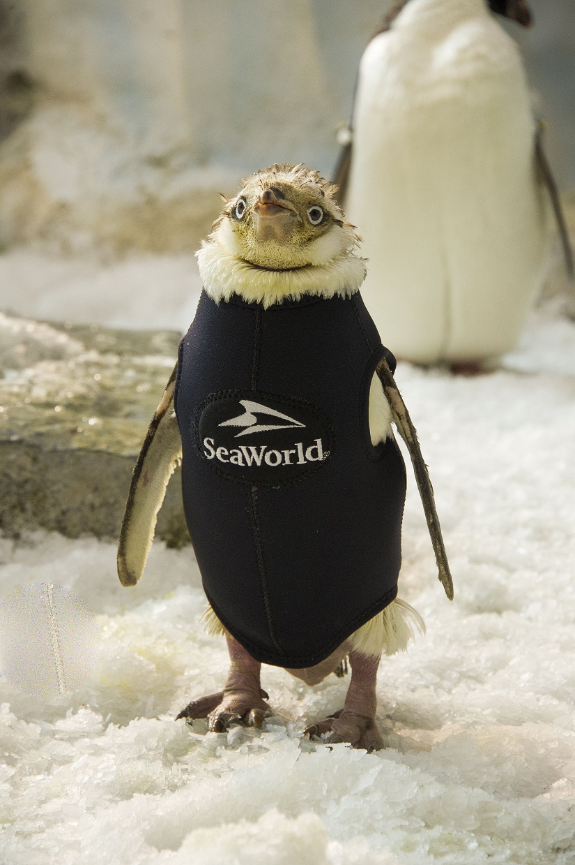 SeaWorld’s “Wetsuit Penguin” Gets New Coat of Feathers Orlando Theme