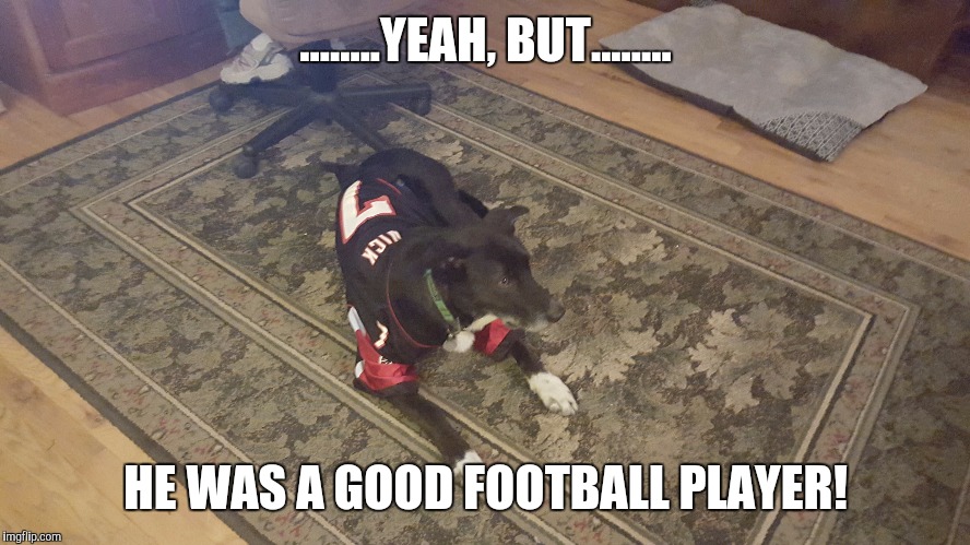 Image tagged in michael vick,funny dogs Imgflip