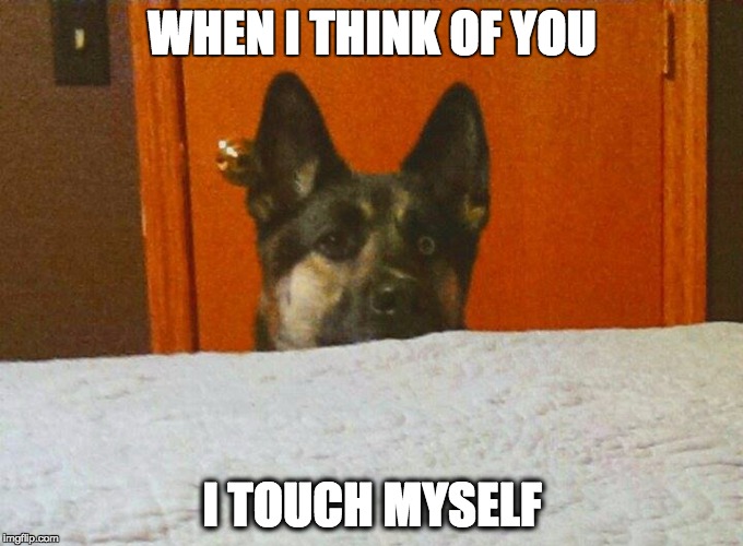 Bowie Dog Imgflip