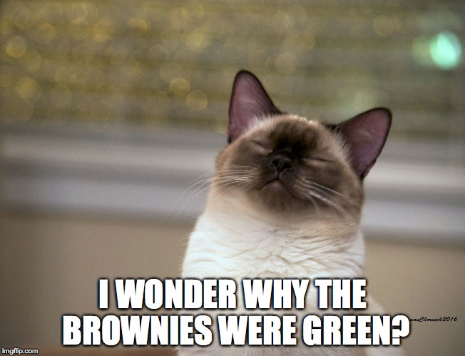 cat brownies Imgflip