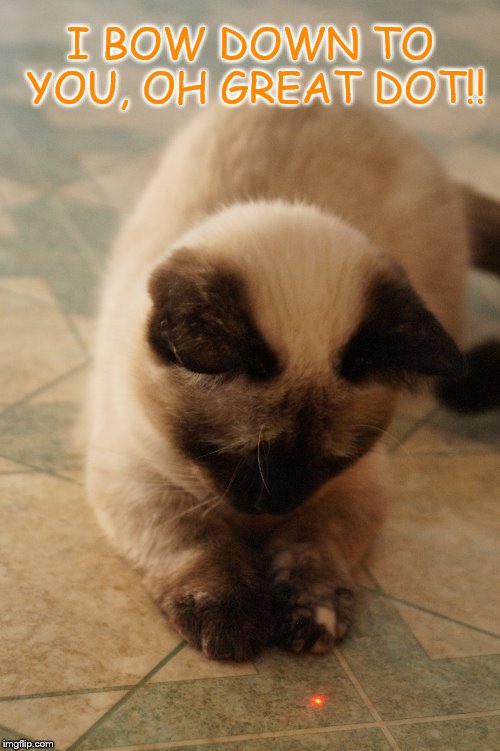 cute cats Images Imgflip