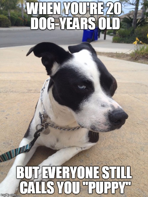 Image tagged in annoyed dog Imgflip