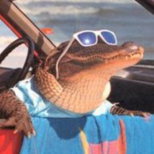 Cool Gator Memes Imgflip