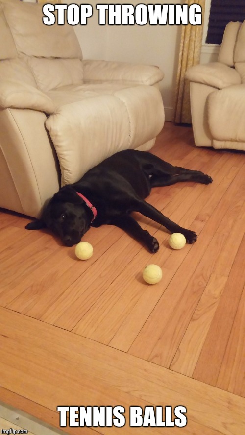 Image tagged in dog Imgflip