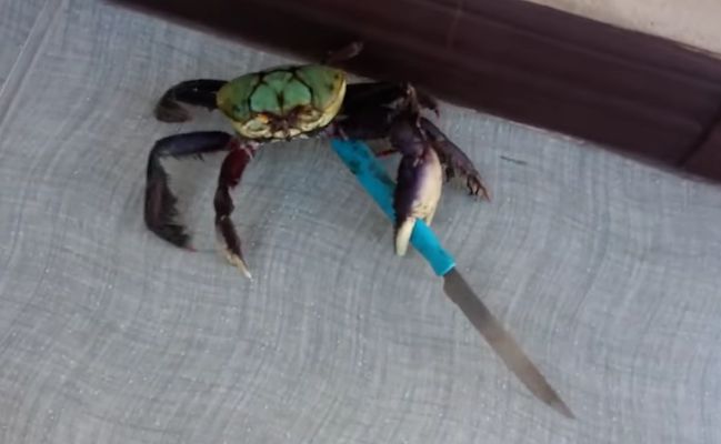 "crab" Meme Templates Imgflip