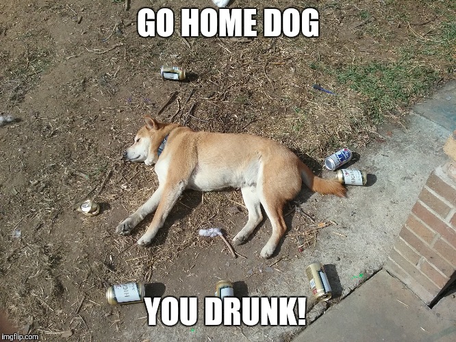 Image tagged in drunk dog Imgflip