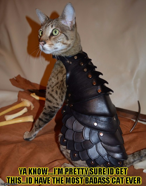 Armored cat Imgflip