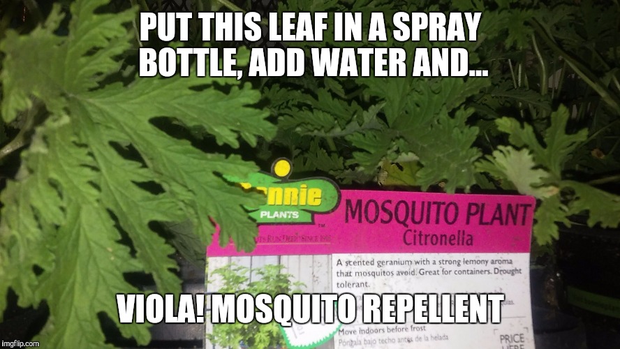 Mosquito Repellent Imgflip