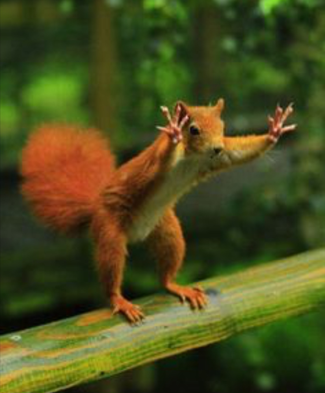 "squirrel" Meme Templates Imgflip
