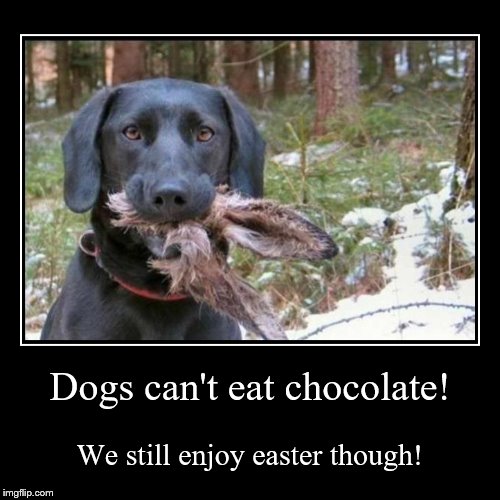 Dogs can't eat chocolate! Imgflip