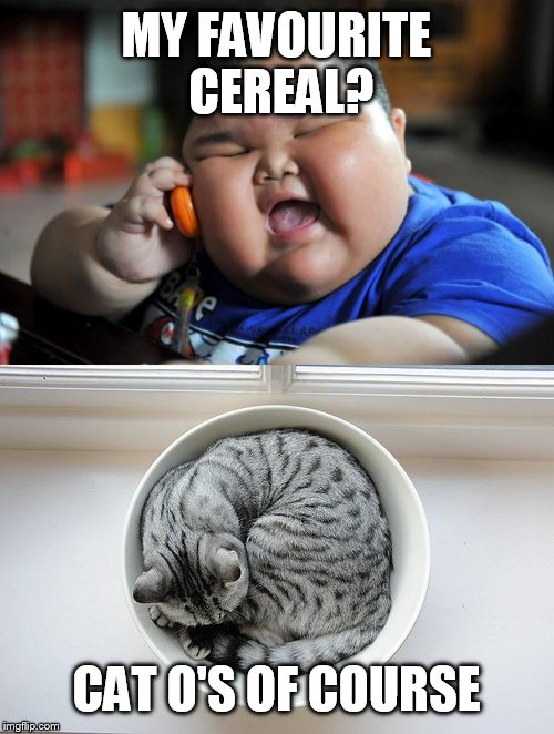 Cat o's are tasty Imgflip